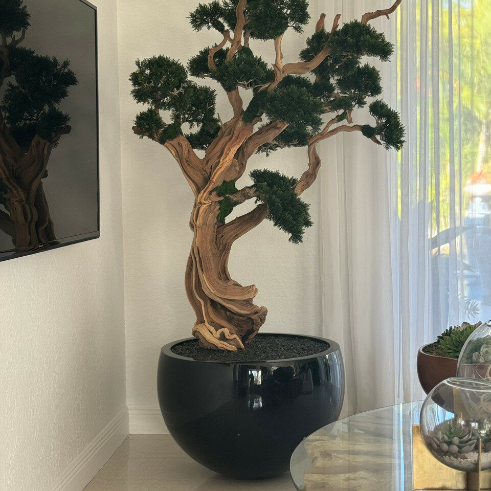 Trailing Bonsai in Glossy Black Tarragona Planter