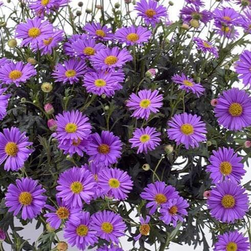Brachyscome 15cm Pot - Mini Daisy