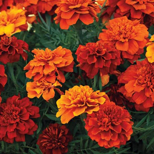 Marigold 6 pack - Fireball