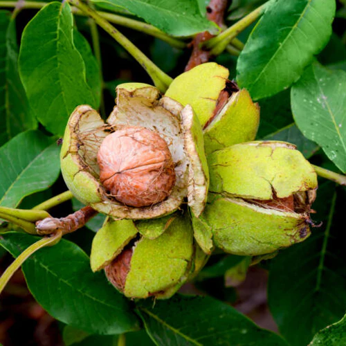 Walnut Tree- English