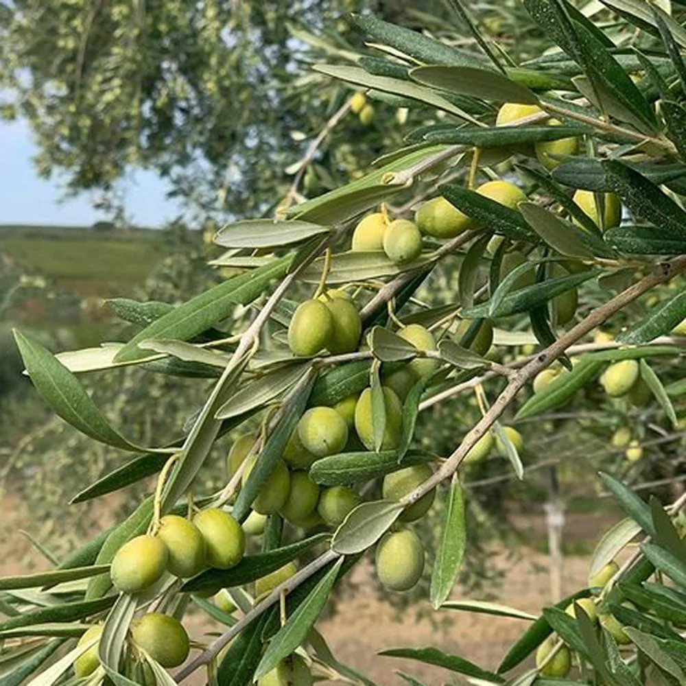 Olive Tree - Coratina