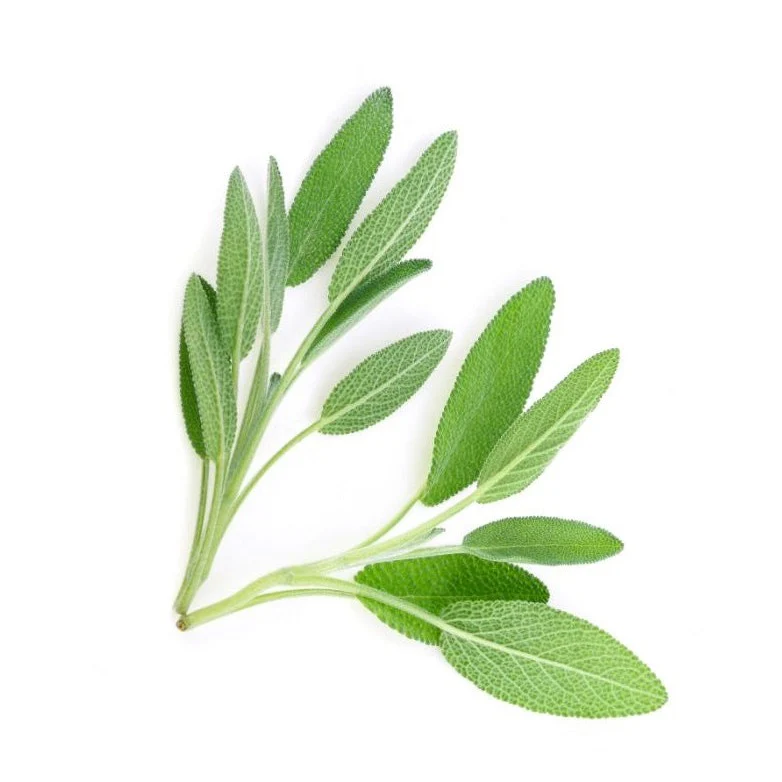 Sage 6 pack