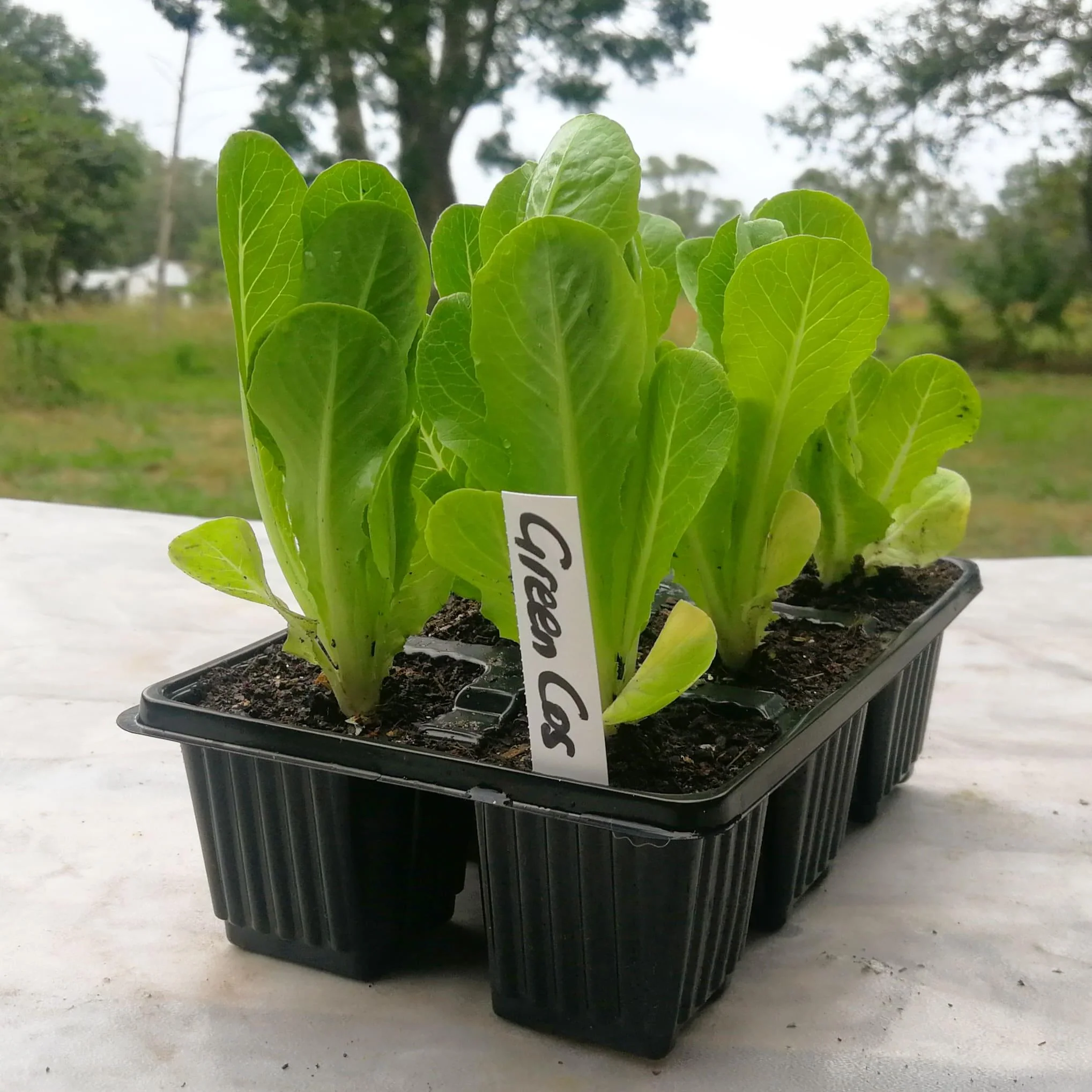 Lettuce 6 pack - Green Cos