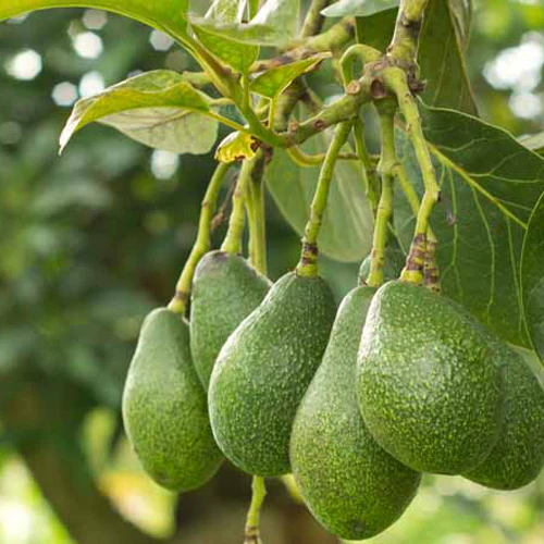 Avocado Tree - Fuerte