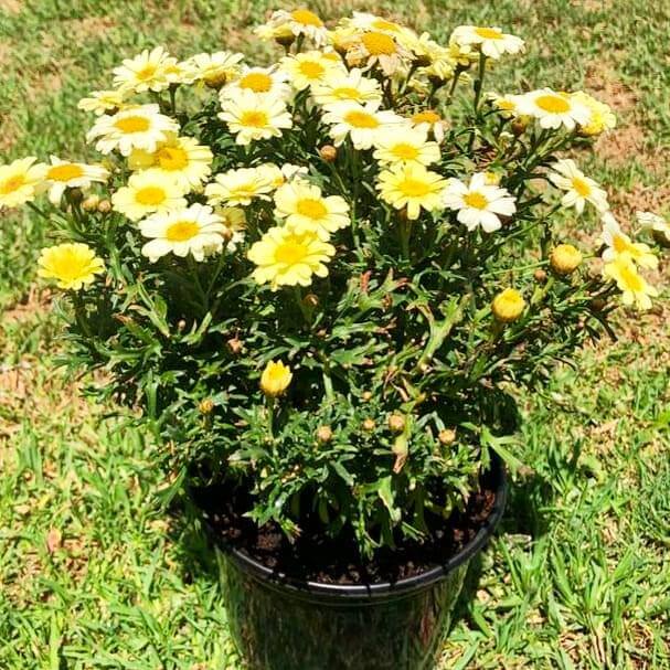 Argyranthemum 14cm Pot - Daisy