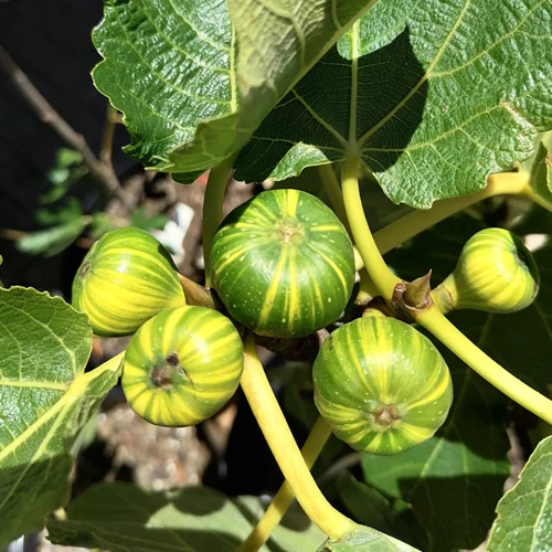 Fig Tree - Tiger