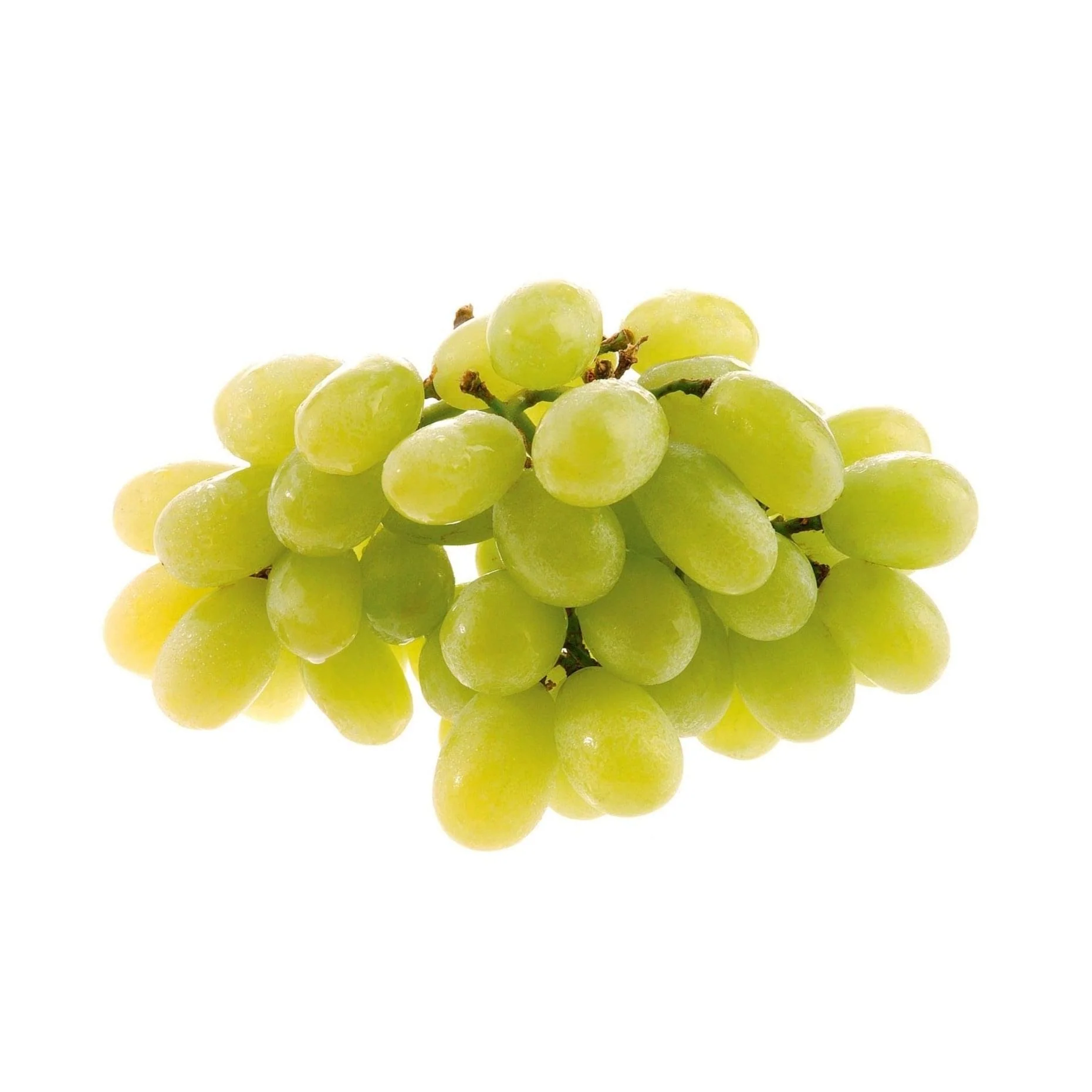 Grape Tree - Hanepoot