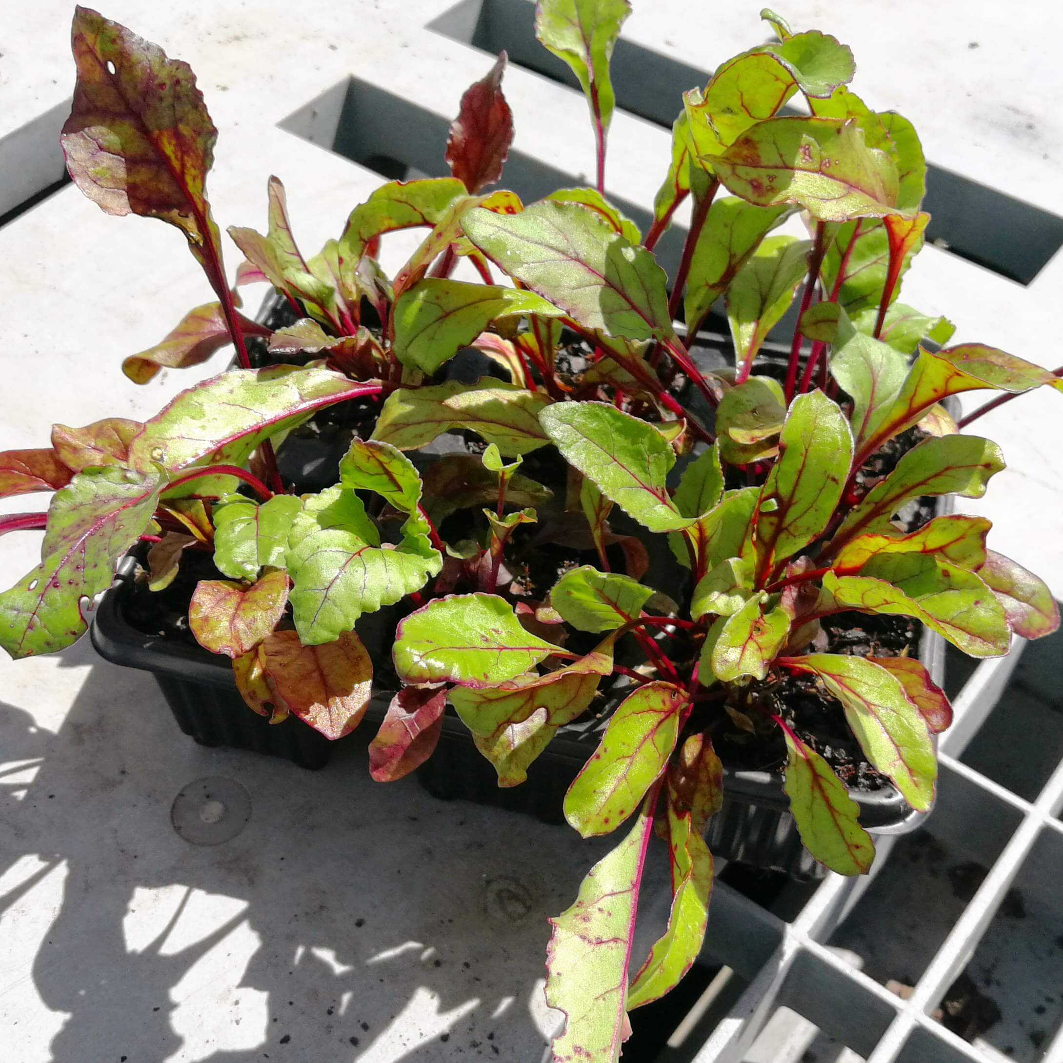 Beetroot 6 pack