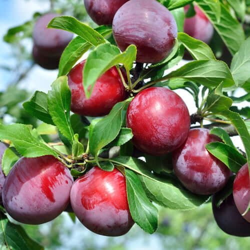 Plum Tree - Souvenir