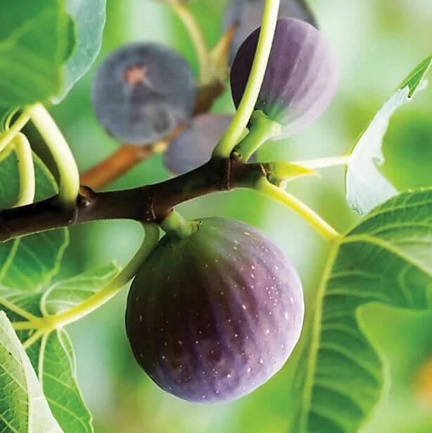 Fig Tree - Adams