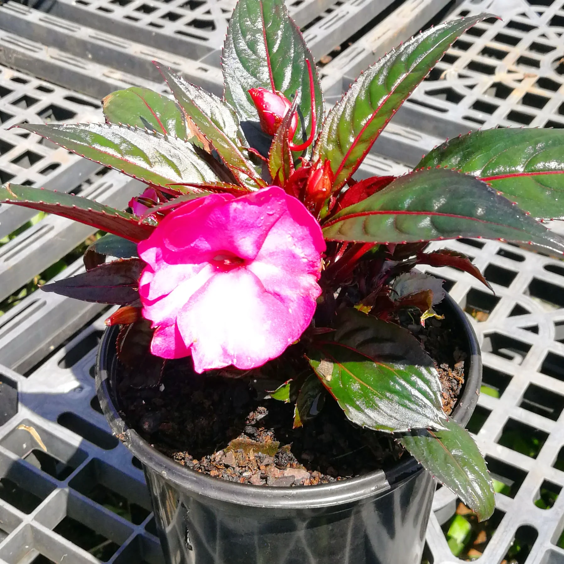Sunpatiens 15cm Pot