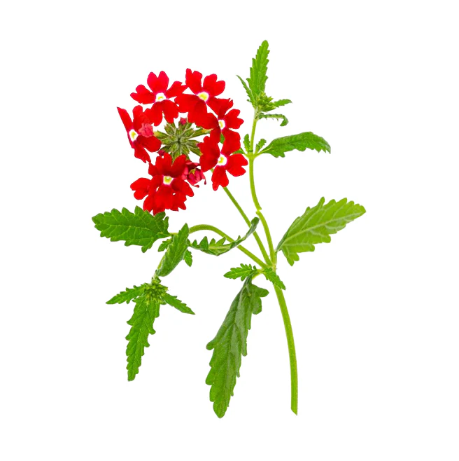 Verbena 15cm Pot