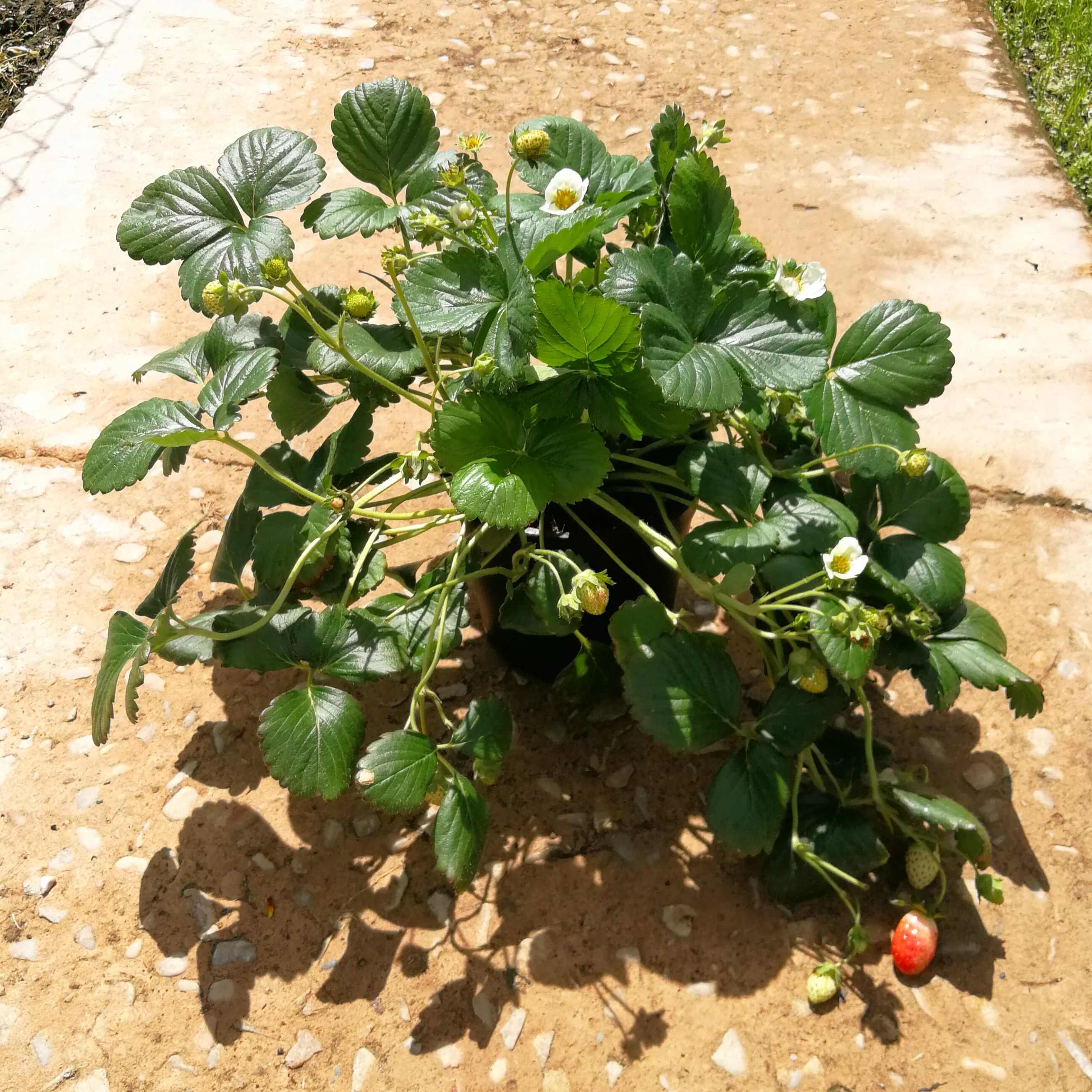 Strawberry 15cm Pot