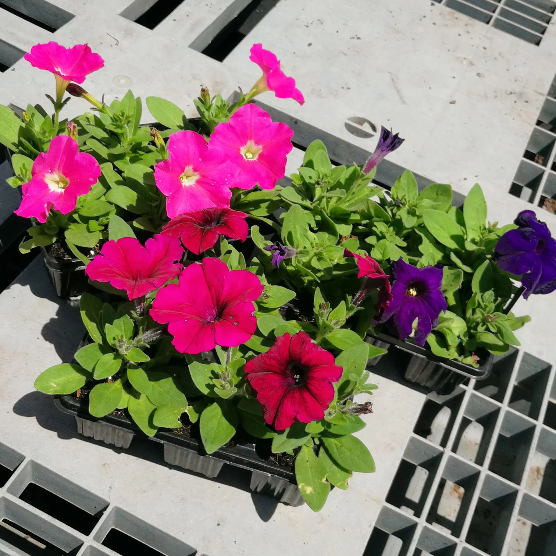 Petunias 6 pack - Mix