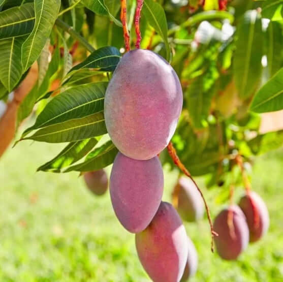 Mango Tree - Tommy Atkins