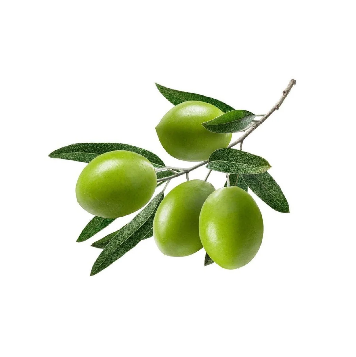 Olive Tree - Coratina