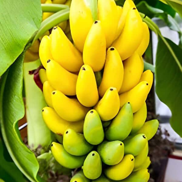 Banana Tree - Lady Finger