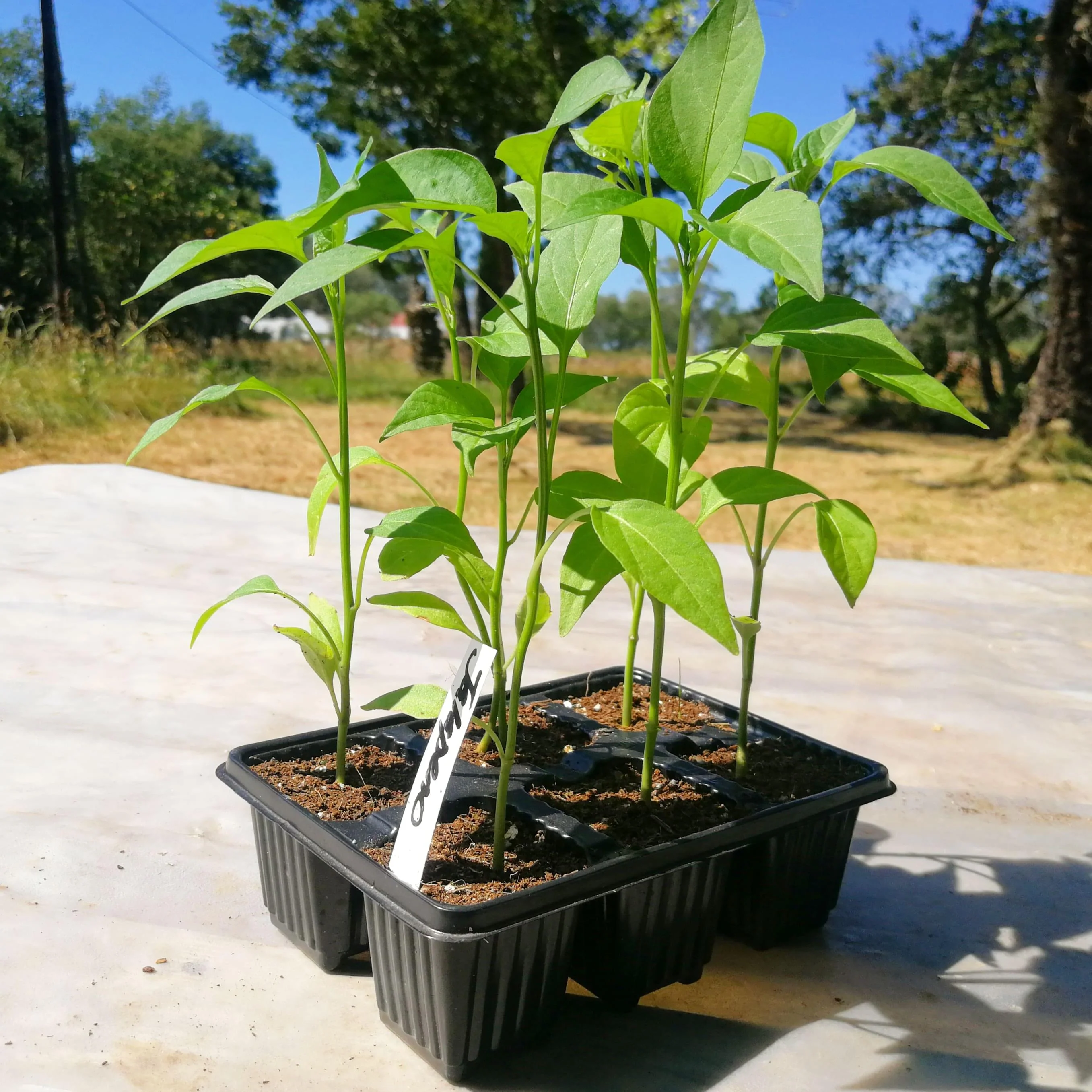 Chilli Peppers 6 pack - Jalapeno