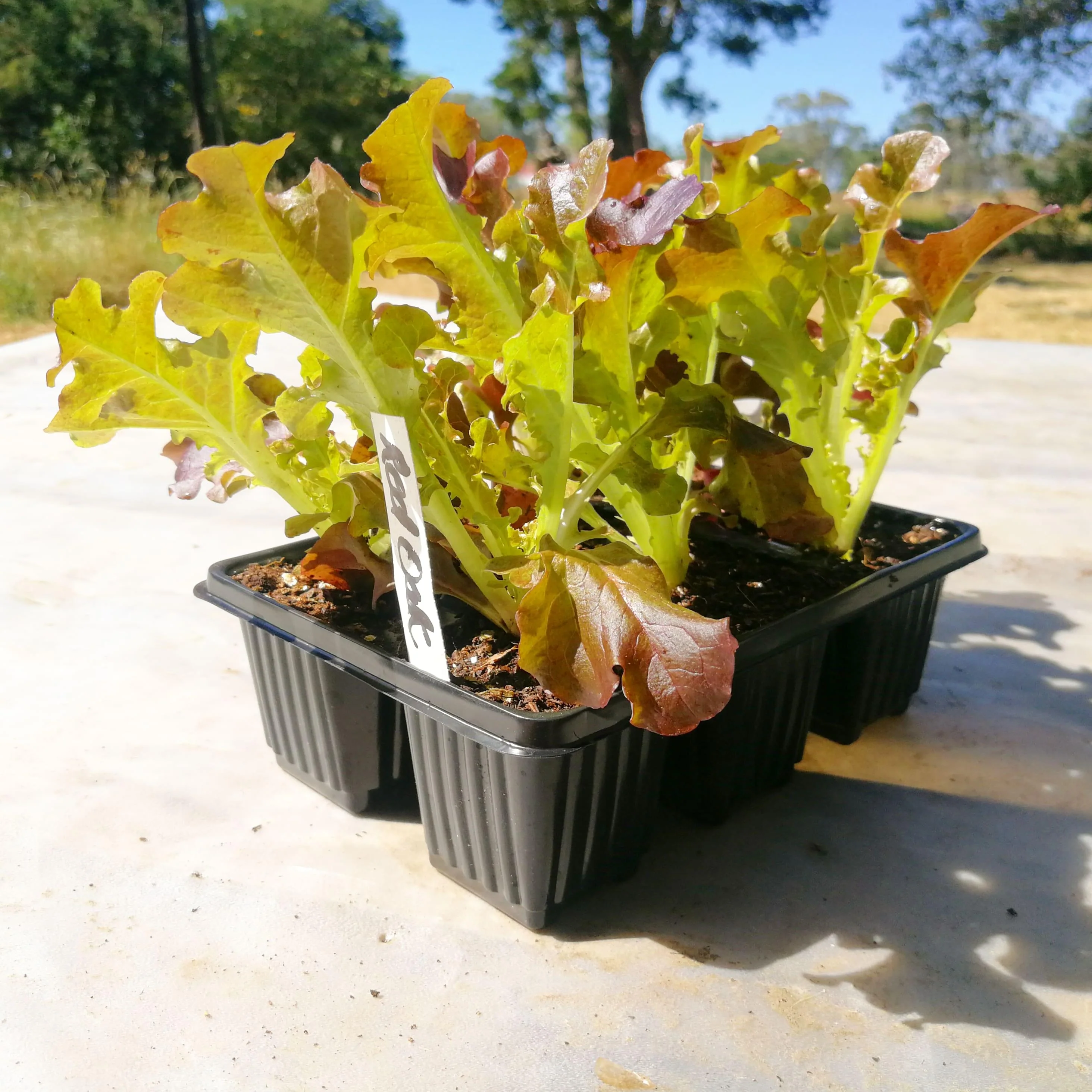 Lettuce 6 pack - Red Oak