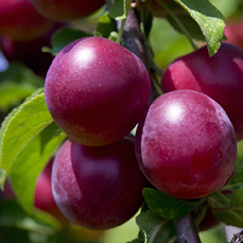 Plum Tree - Pioneer