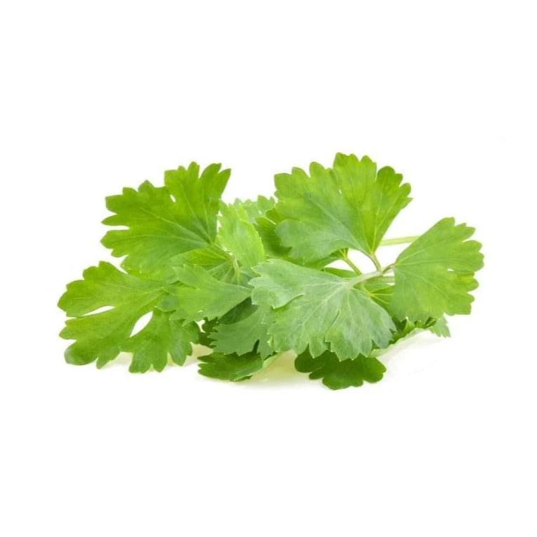Coriander 6 pack