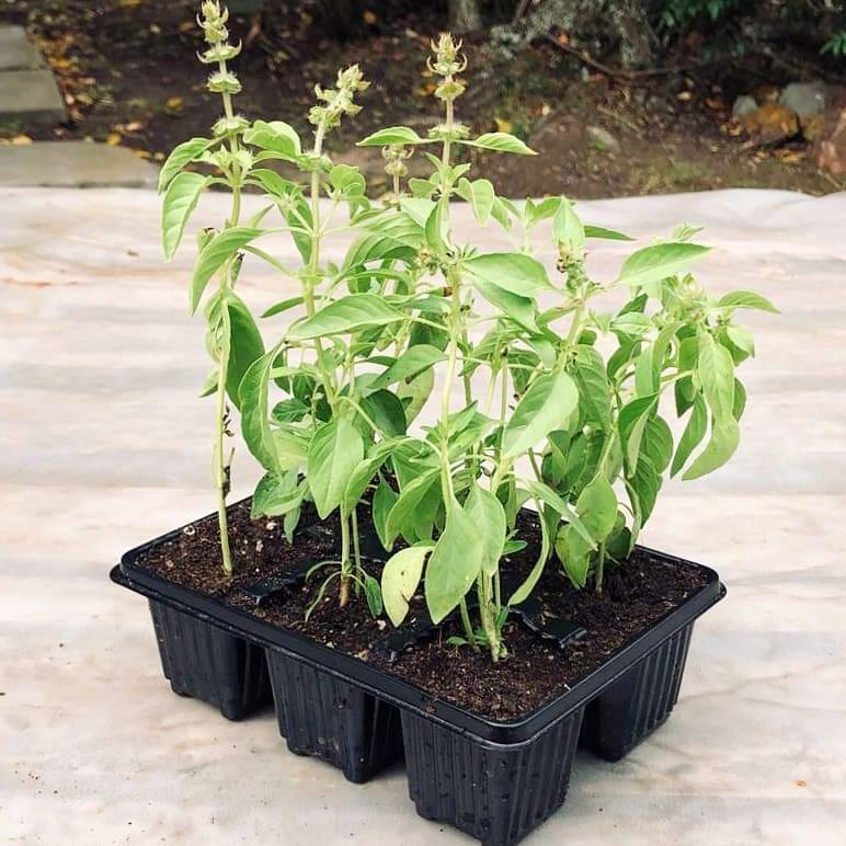 Lemon Basil 6 pack