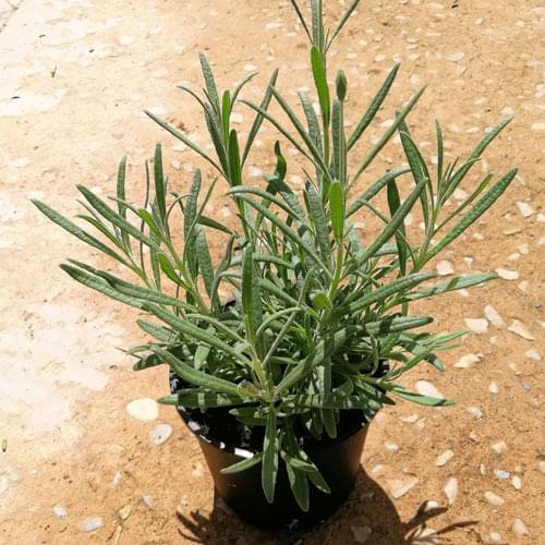 Lavender 15cm Pot - Margaret Roberts
