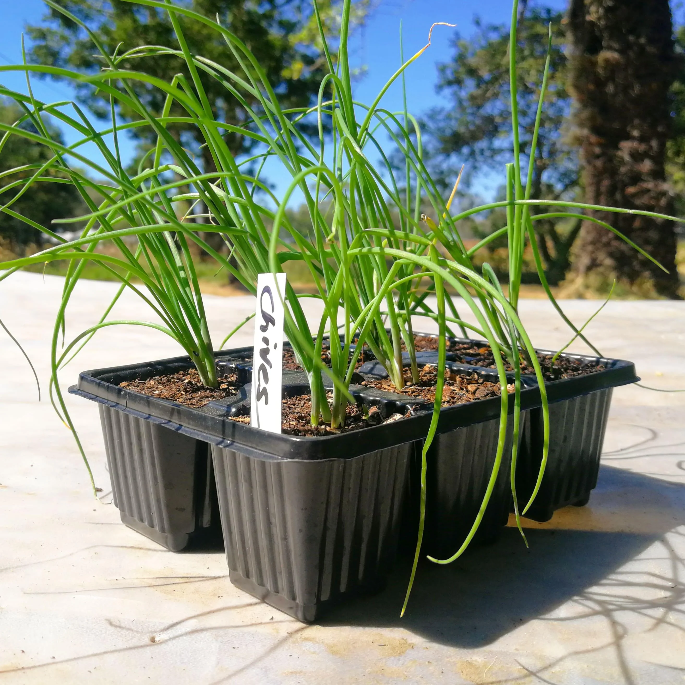 Chives 6 pack