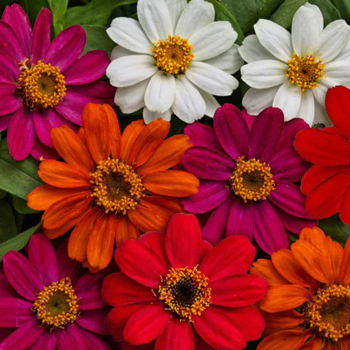 Zinnias 6 pack - Mix