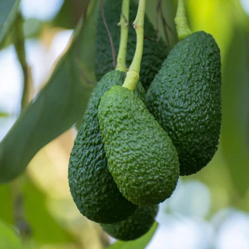 Avocado Tree - Hass