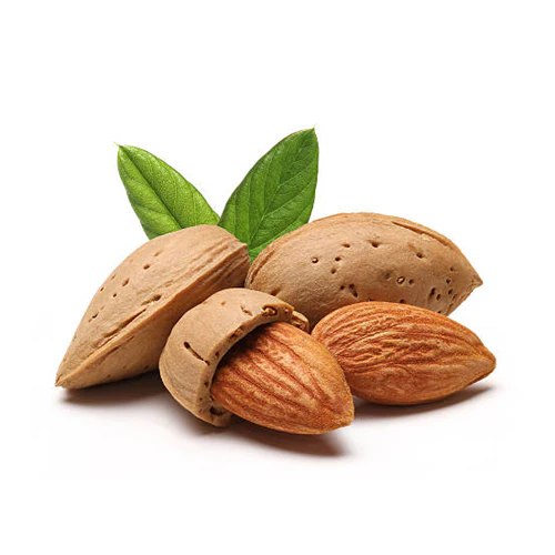 Almond Nut Tree - Peerless