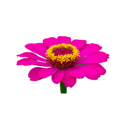Zinnias 6 pack - Mix
