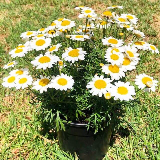 Argyranthemum 14cm Pot - Daisy