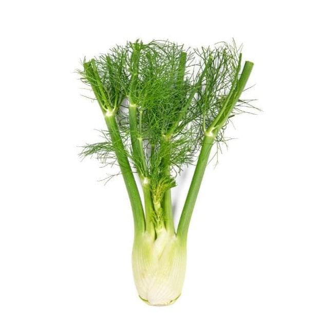 Fennel 6 pack