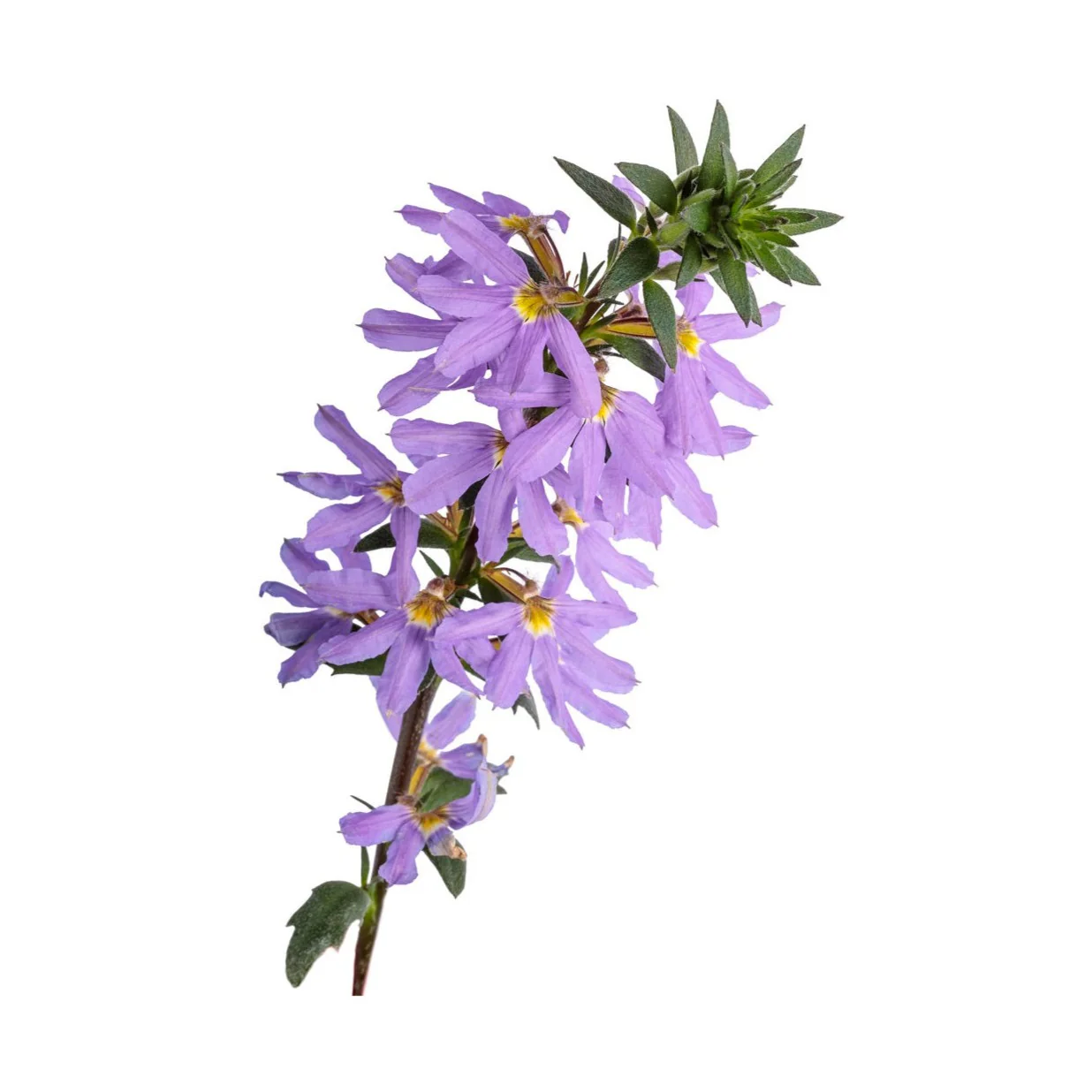 Scaevola 15cm Pot