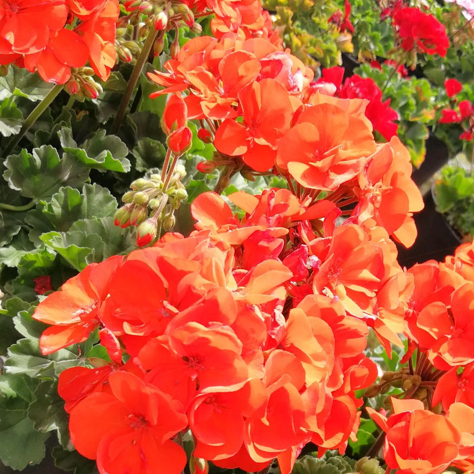 Geranium 15cm Pot - Malva