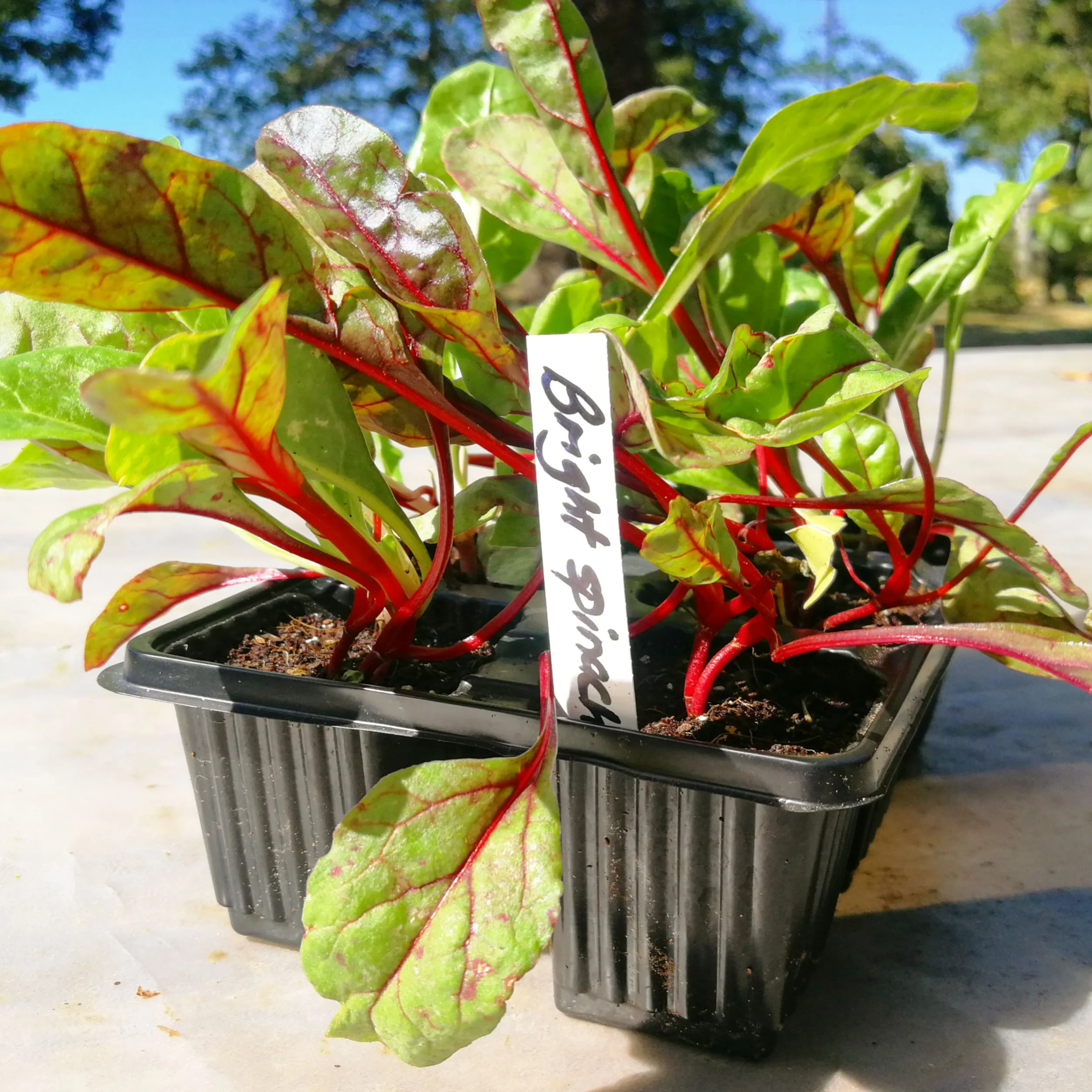 Spinach 6 pack - Bright Light
