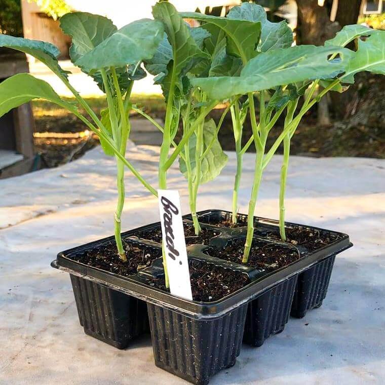Broccoli 6 pack