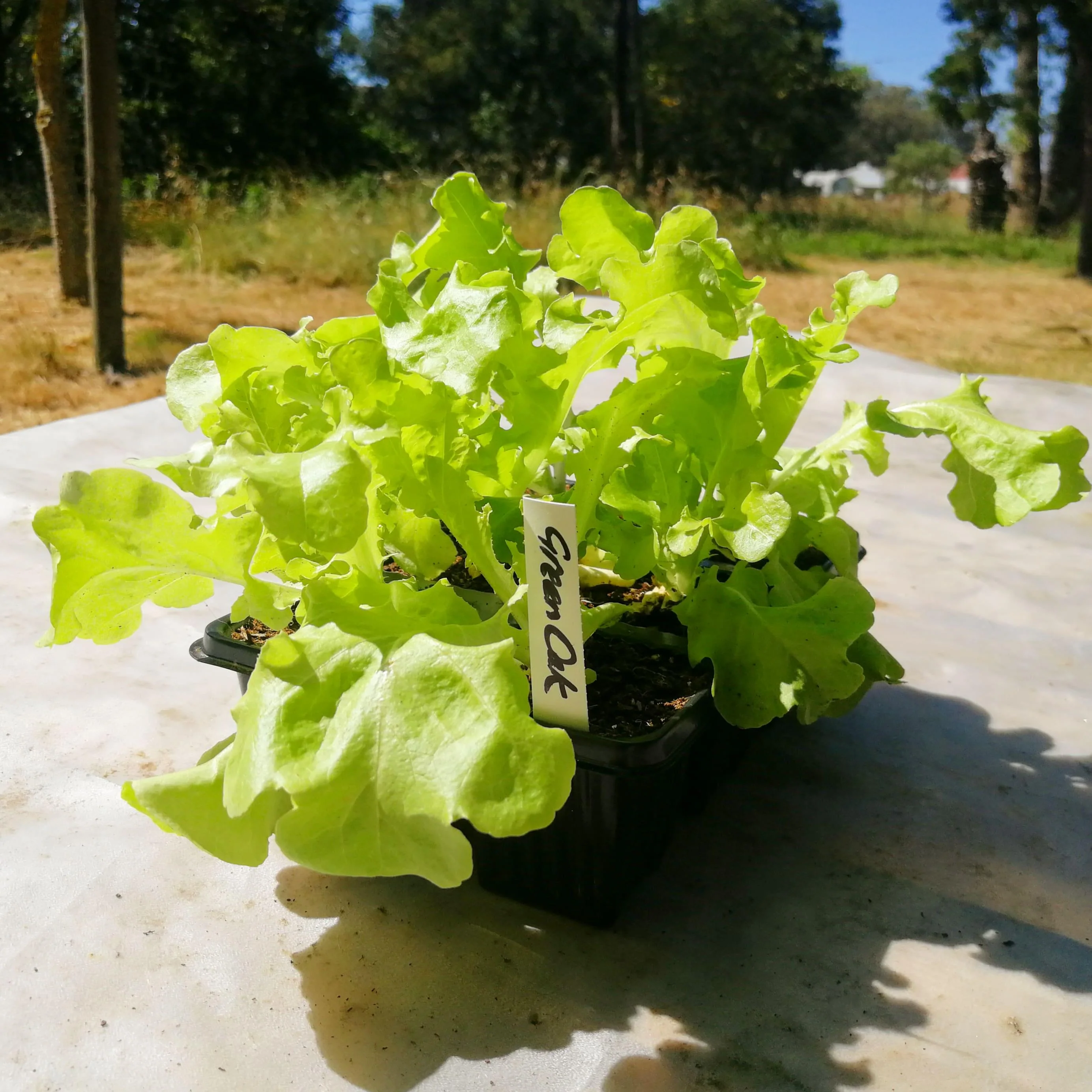 Lettuce 6 pack - Green Oak