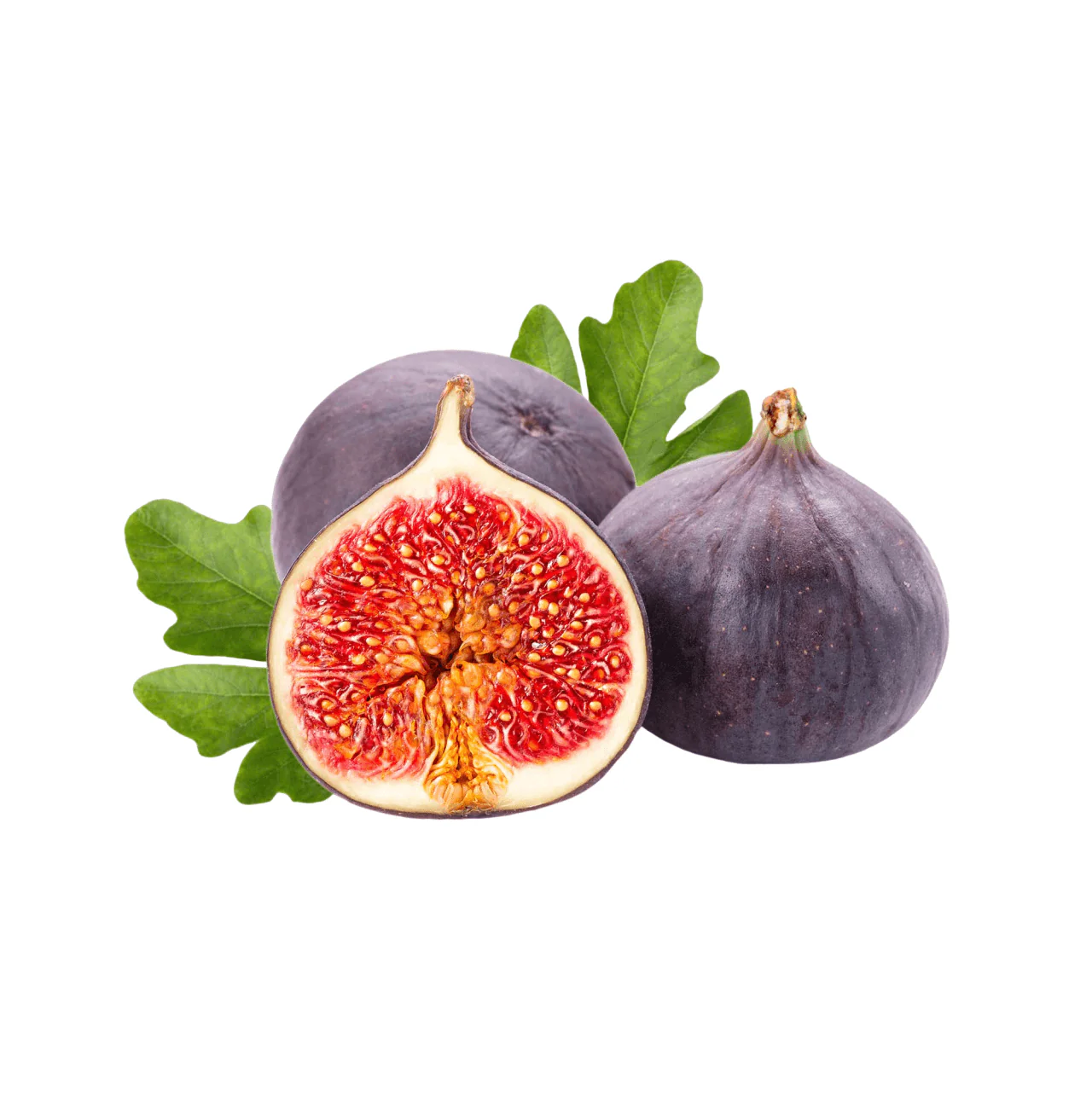 Fig Tree - Adams