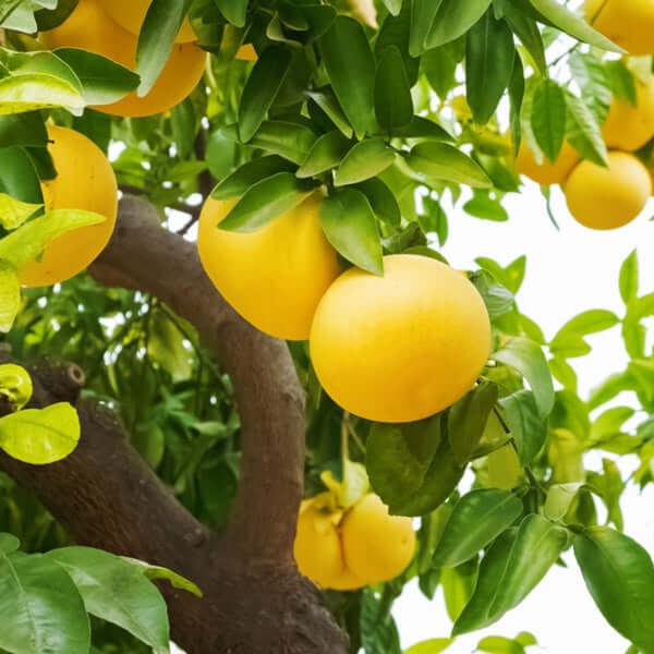 Grapefruit Tree - Star Ruby