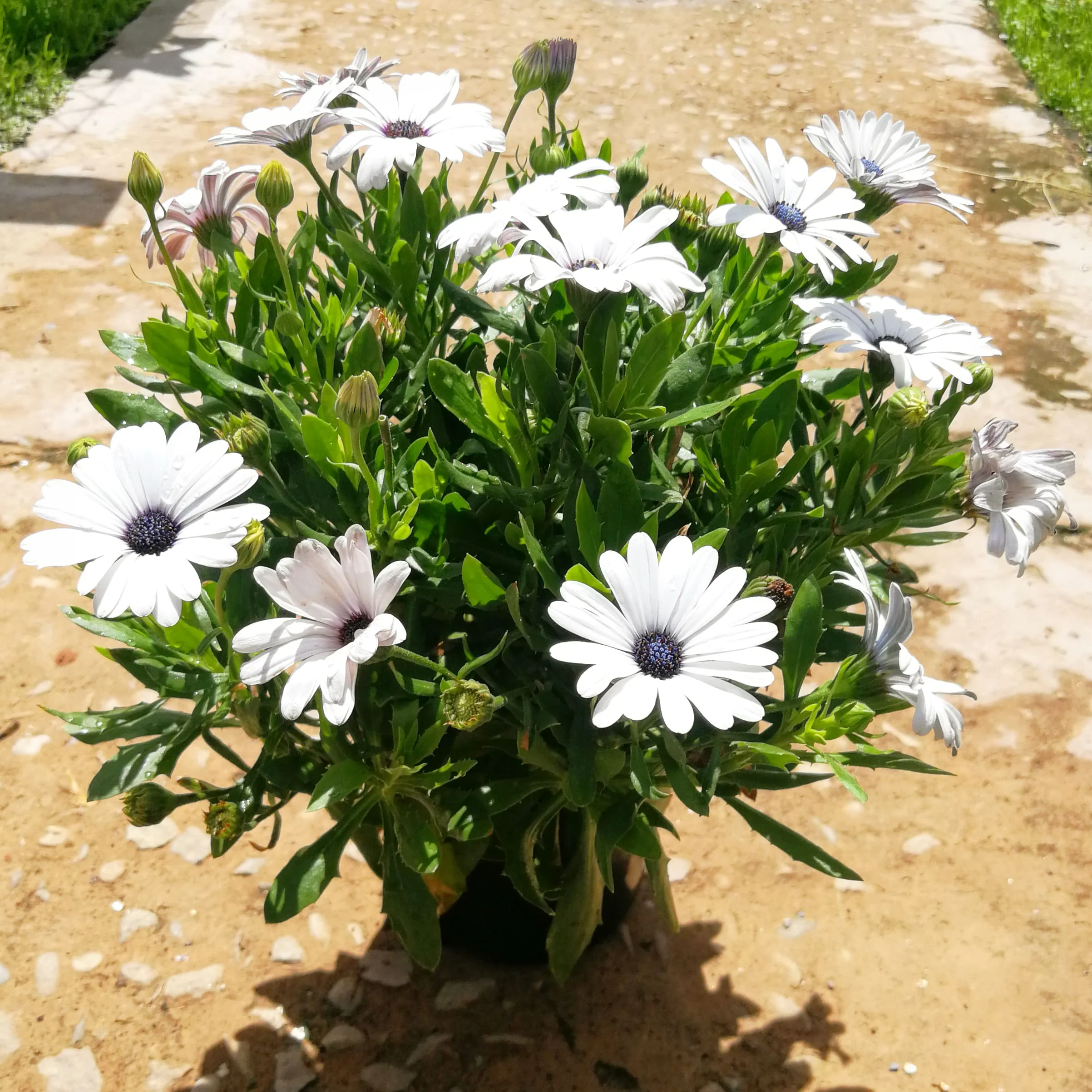 Osteospermum 15cm Pot - African Daisies