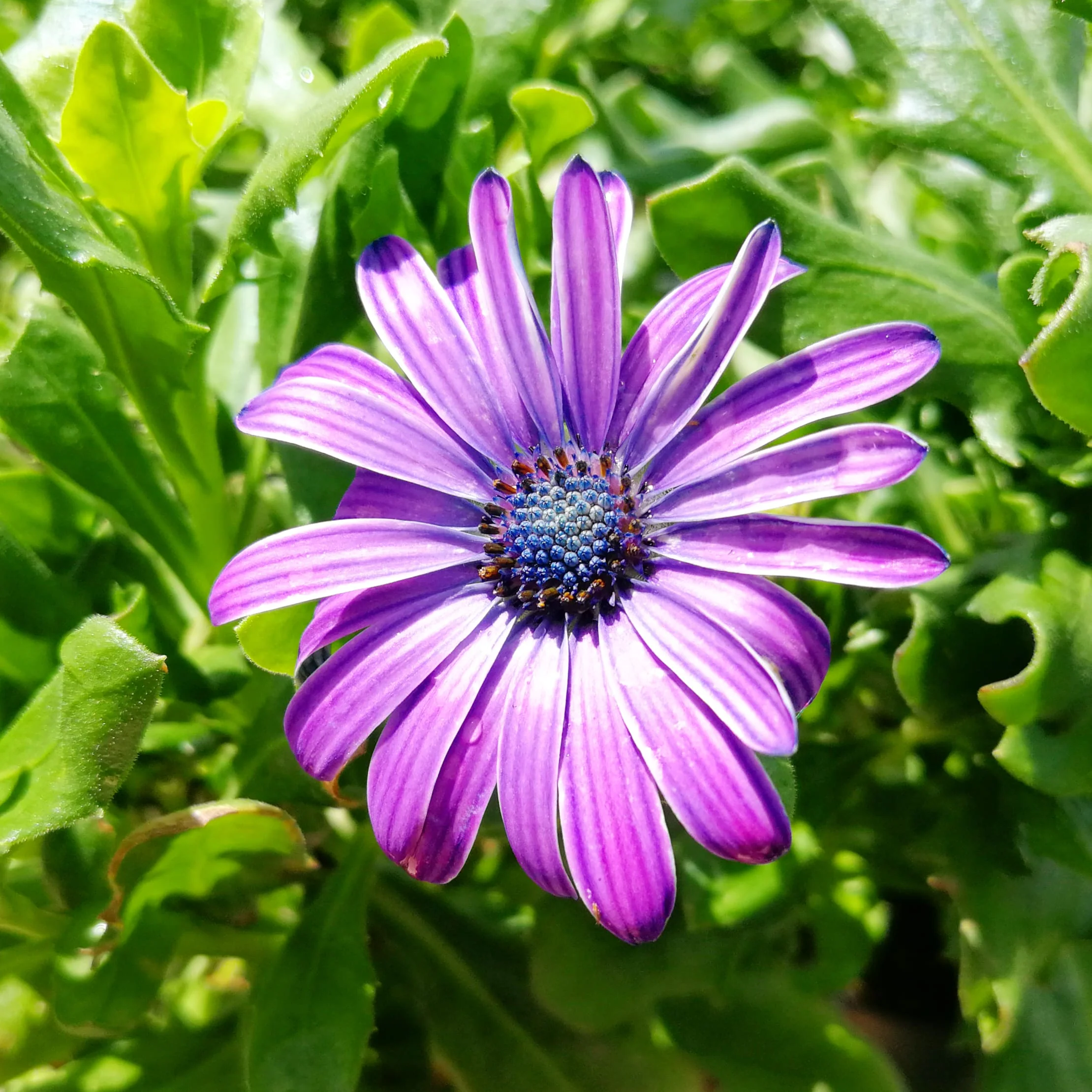 Osteospermum 15cm Pot - African Daisies