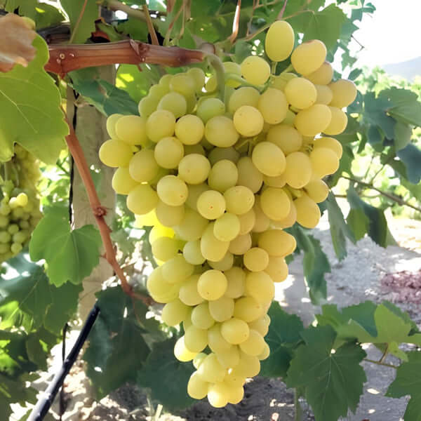 Grape Tree - Sultana