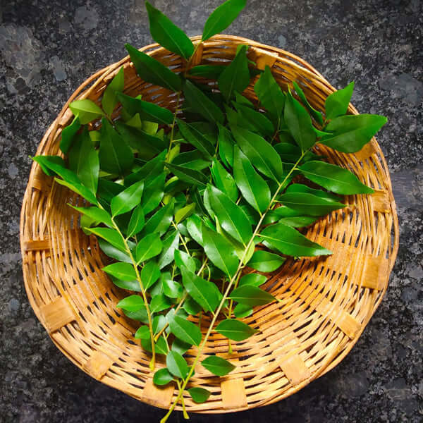 Curry Leaf Tree