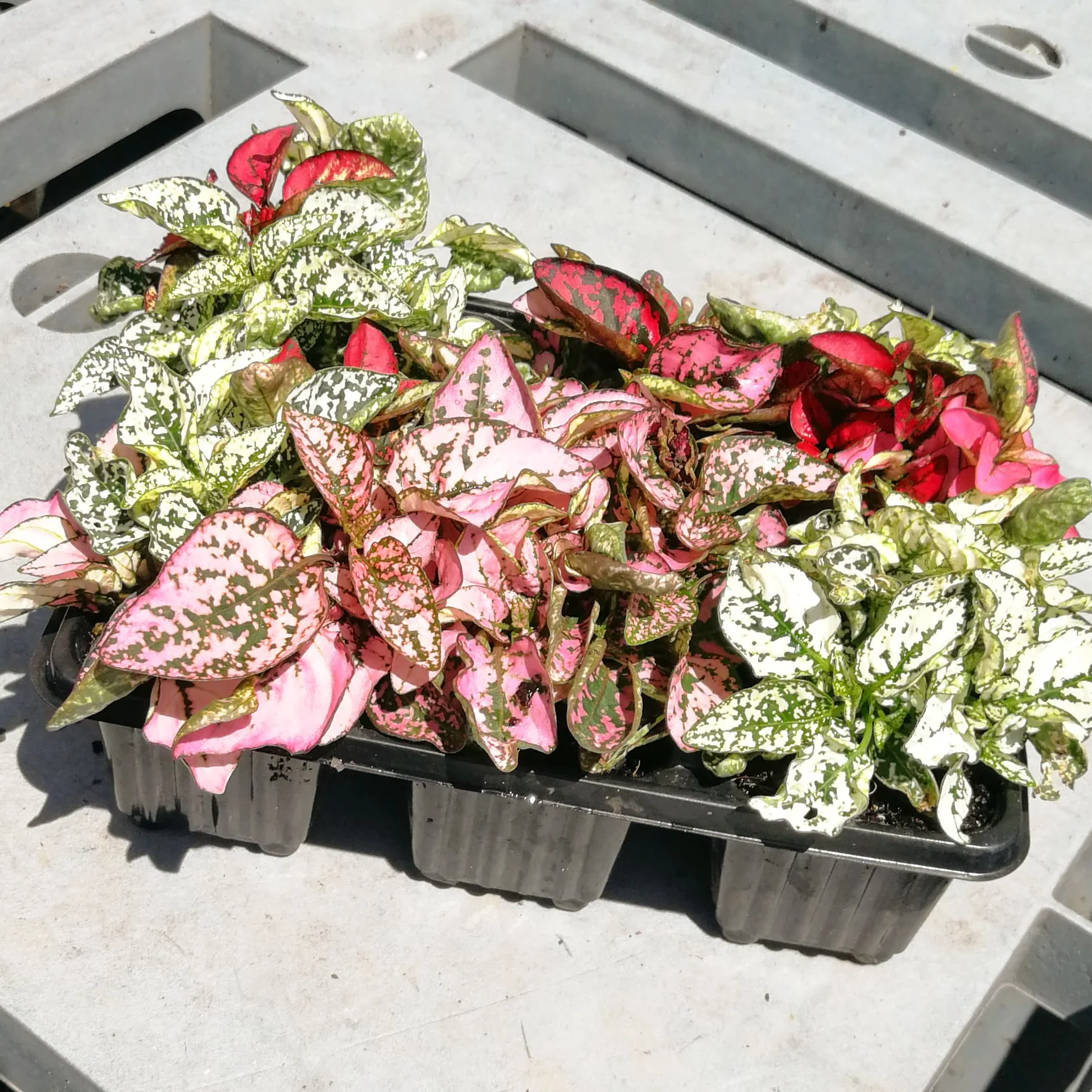 Hypoestes 6 pack - Mix