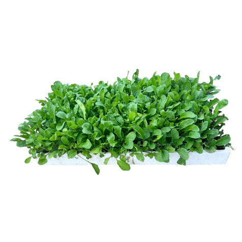 Bulk 200 Cavity Germination Tray (Veg or Herbs)