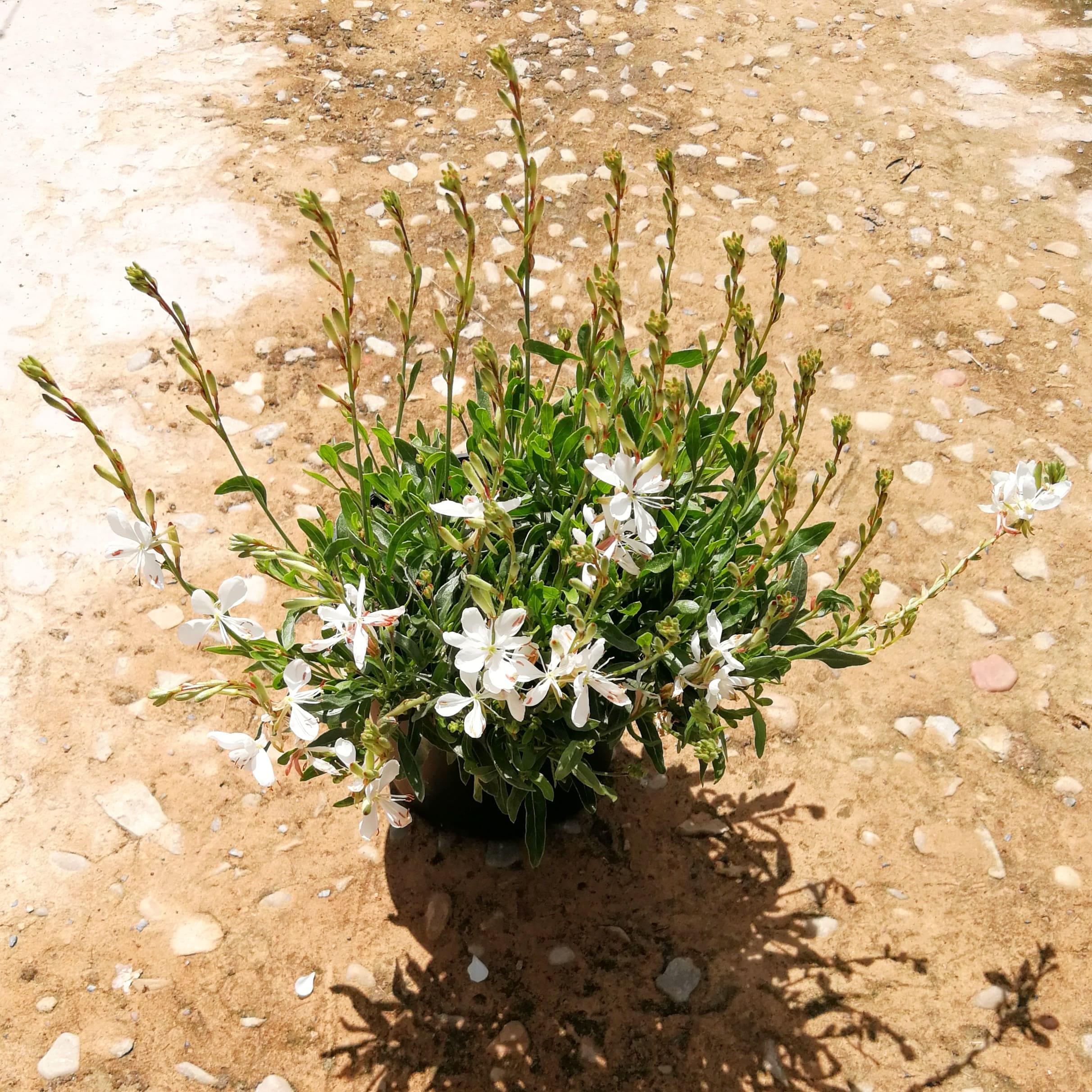 Gaura 15cm Pot - Butterfly Bush