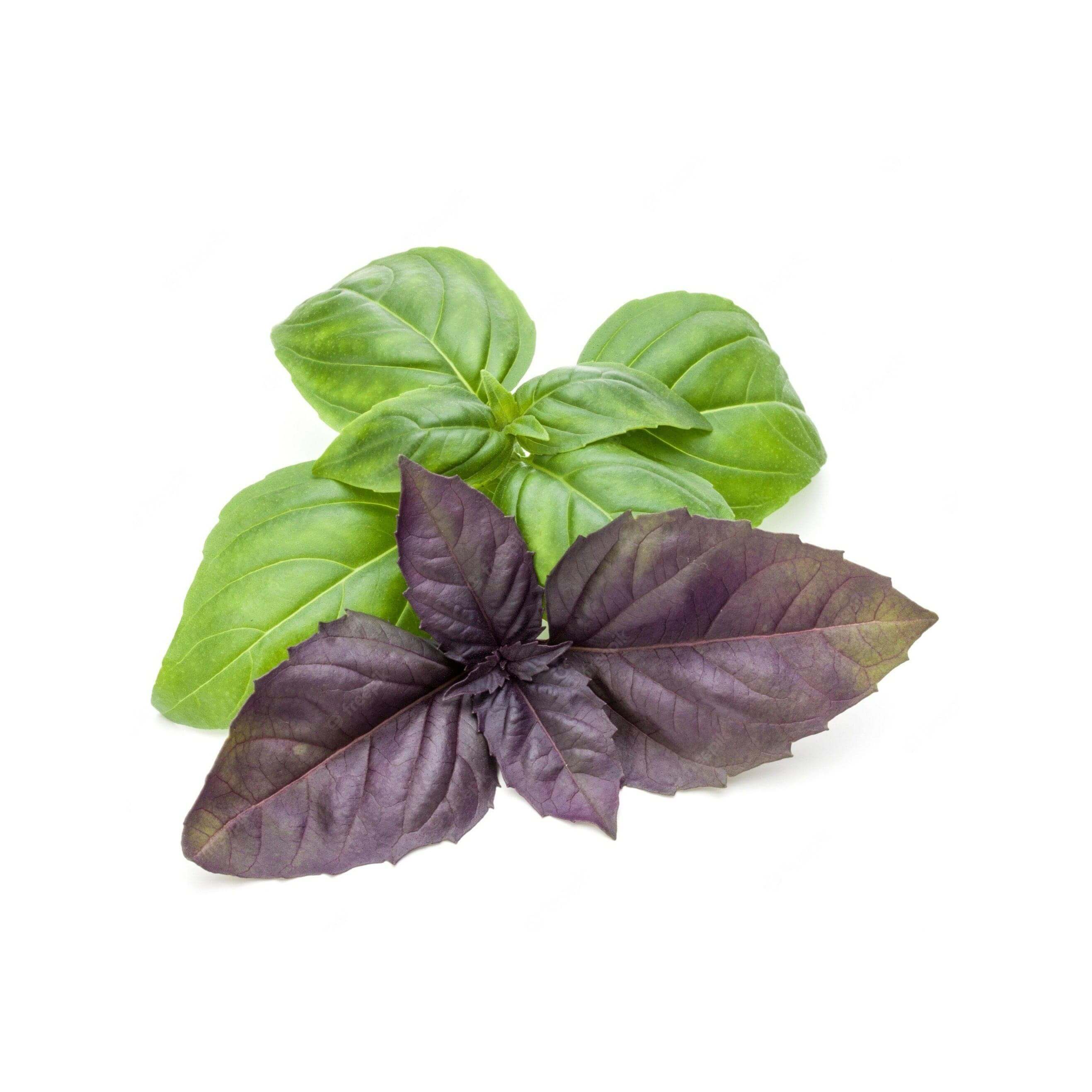 Basil 6 pack - Two Tone