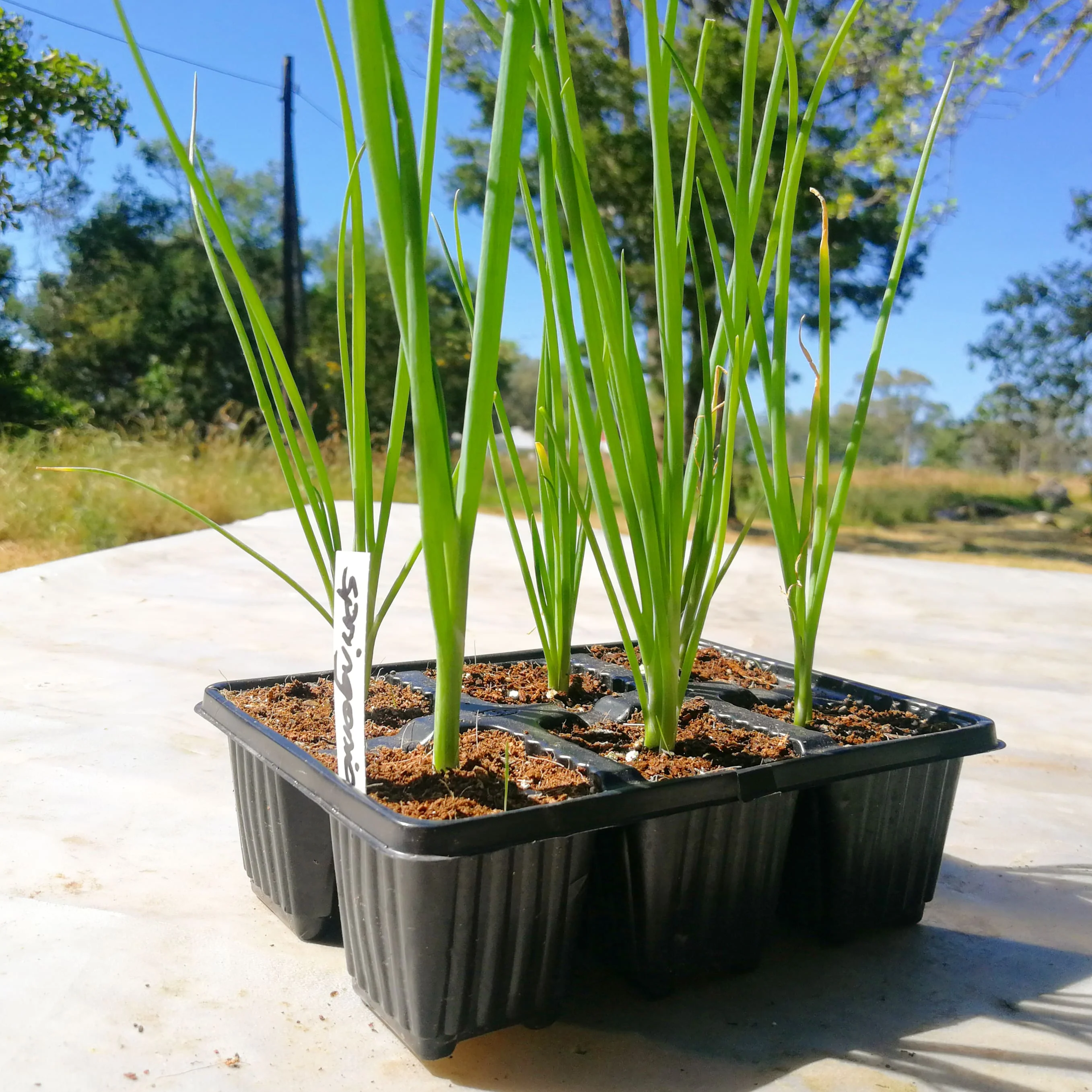 Spring Onion 6 pack - Slender